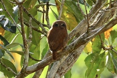 Glaucidium brasilianum