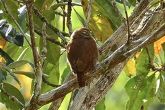 Glaucidium brasilianum