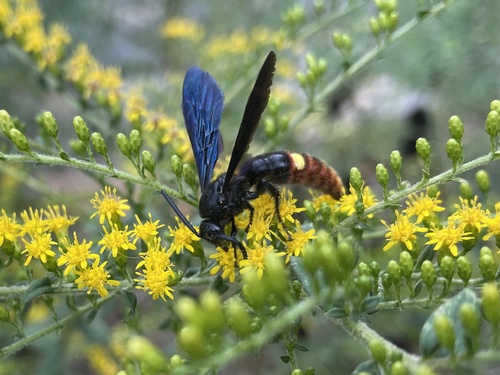 Blue-winged scoliid wasp