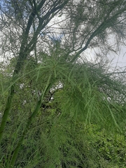 Parkinsonia aculeata