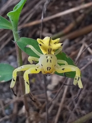 Epicadus heterogaster