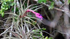 Tillandsia aeranthos