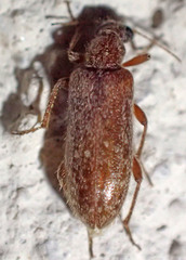 Eurygeniinae