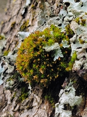 Ulota crispa