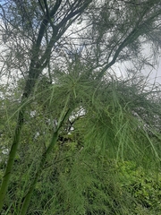 Parkinsonia aculeata