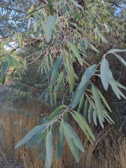 Elaeagnus angustifolia