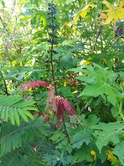 Calliandra houstoniana