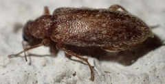 Eurygeniinae