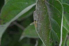 Sphaerophoria contigua