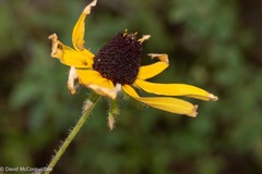 Rudbeckia hirta