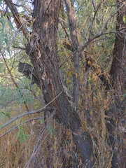 Elaeagnus angustifolia