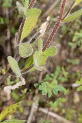 Rudbeckia hirta