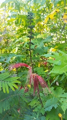 Calliandra houstoniana