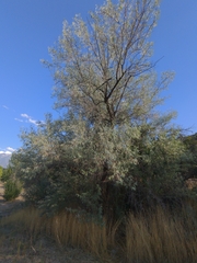 Elaeagnus angustifolia