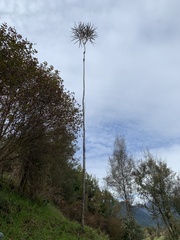 Pseudopanax crassifolius