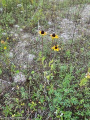 Rudbeckia hirta