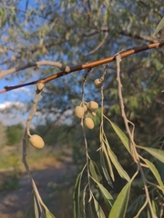 Elaeagnus angustifolia
