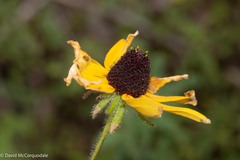 Rudbeckia hirta