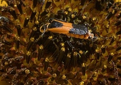 Chauliognathus basalis