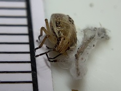 Oebalus