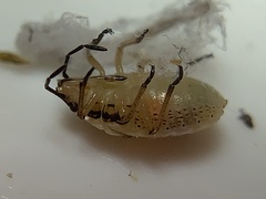 Oebalus