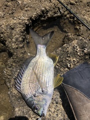 Acanthopagrus australis