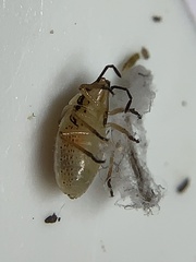 Oebalus