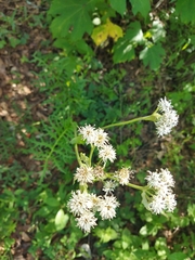 Psacalium cirsiifolium