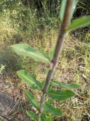 Asclepias obovata