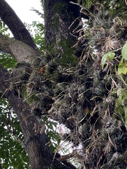 Tillandsia loliacea