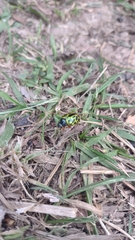 Calligrapha polyspila