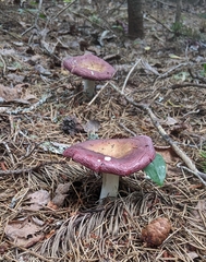 Russula mariae
