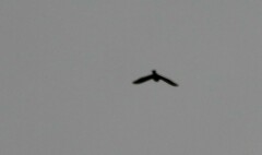 Calcarius lapponicus