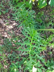 Psacalium cirsiifolium