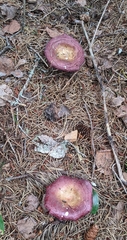 Russula mariae
