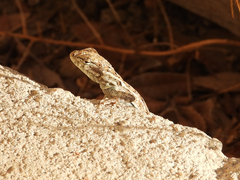 Uta stansburiana elegans