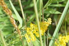 Tachininae