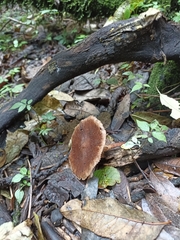 Psathyrella bipellis
