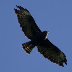 Buteo brachyurus