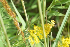 Tachininae