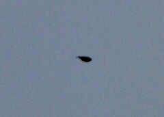 Calcarius lapponicus