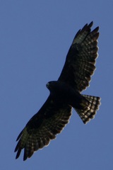 Buteo brachyurus