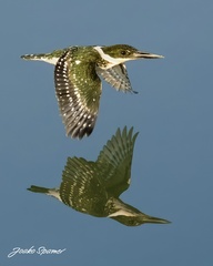 Chloroceryle americana