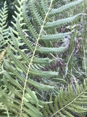 Pelazoneuron kunthii