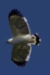 Pseudastur albicollis