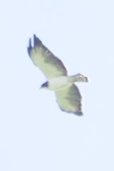 Buteo brachyurus