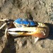 Broad-fronted and Indo-west Pacific Fiddler Crabs - Photo (c) Cédric de Foucault, some rights reserved (CC BY-NC-SA), uploaded by Cédric de Foucault