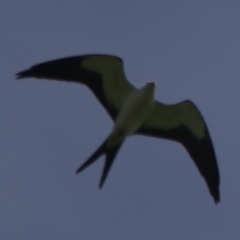 Elanoides forficatus