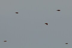 Calcarius lapponicus