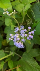 Aristeguietia lamiifolia